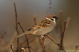 Pilfink, Passer montanus